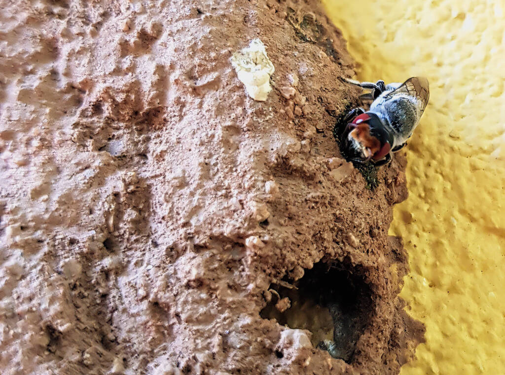 Megachile aurifrons, Alice Springs, NT