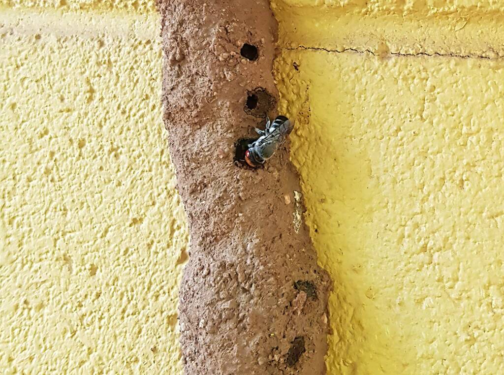 Megachile aurifrons, Alice Springs, NT