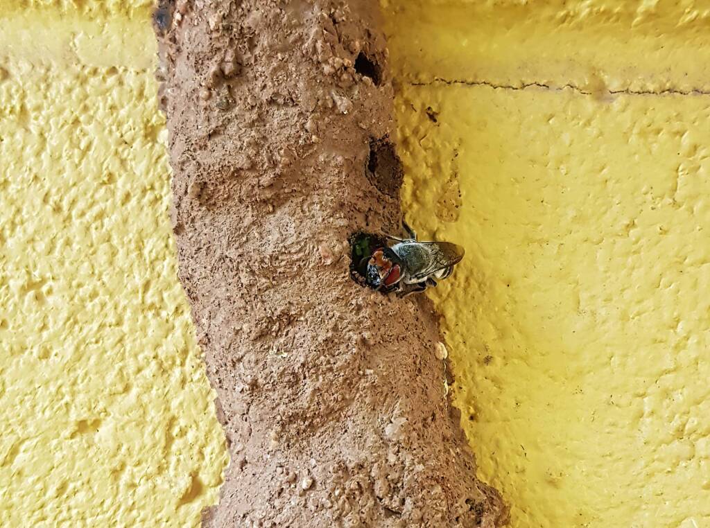 Megachile aurifrons, Alice Springs, NT