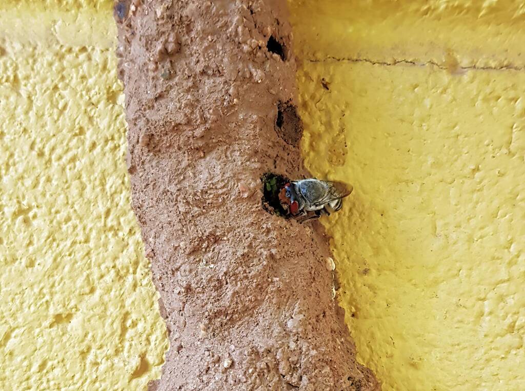 Megachile aurifrons, Alice Springs, NT