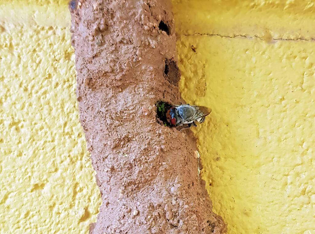 Megachile aurifrons, Alice Springs, NT