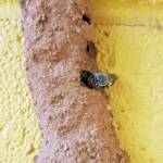 Megachile aurifrons, Alice Springs, NT