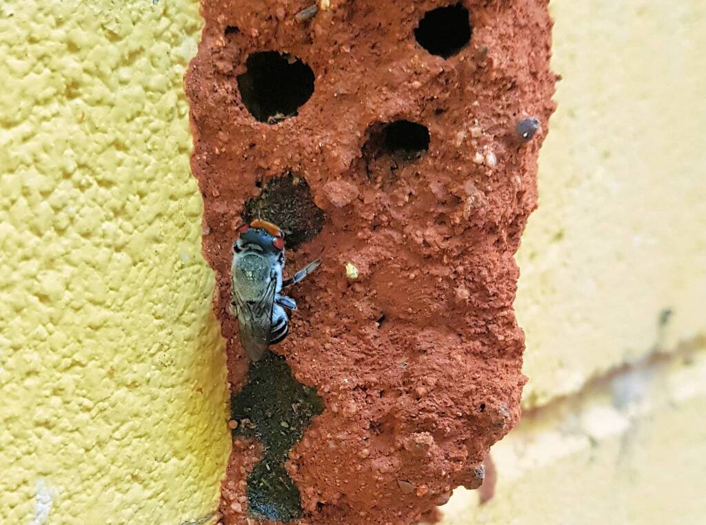 Megachile aurifrons, Alice Springs, NT