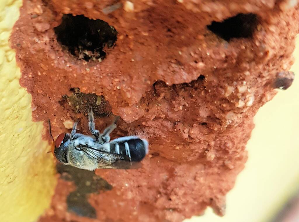 Megachile aurifrons, Alice Springs, NT