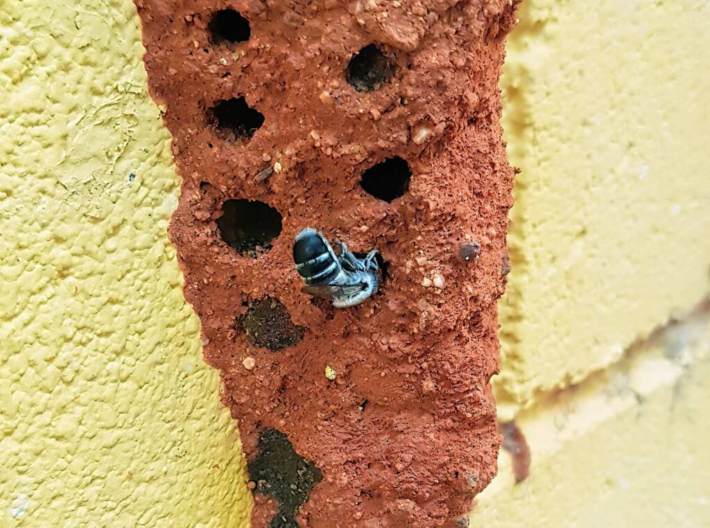 Megachile aurifrons, Alice Springs, NT