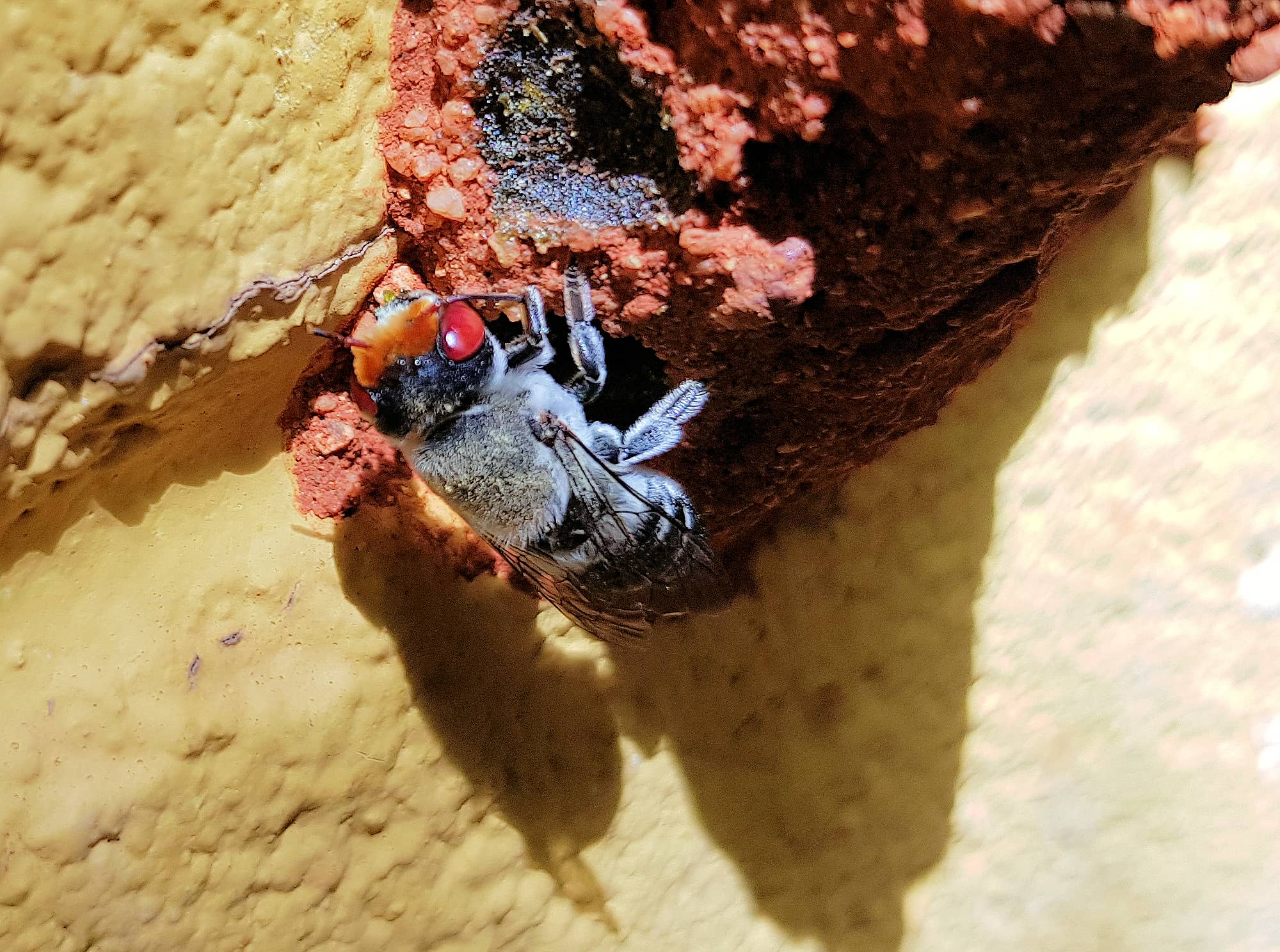 Golden-browed Resin Bee (Megachile aurifrons), Alice Springs, NT