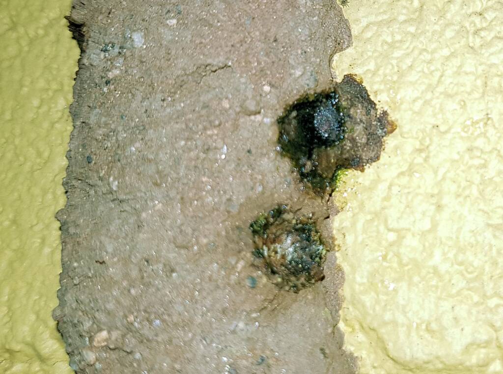 Resin capped nests of the Megachile aurifrons, Alice Springs, NT