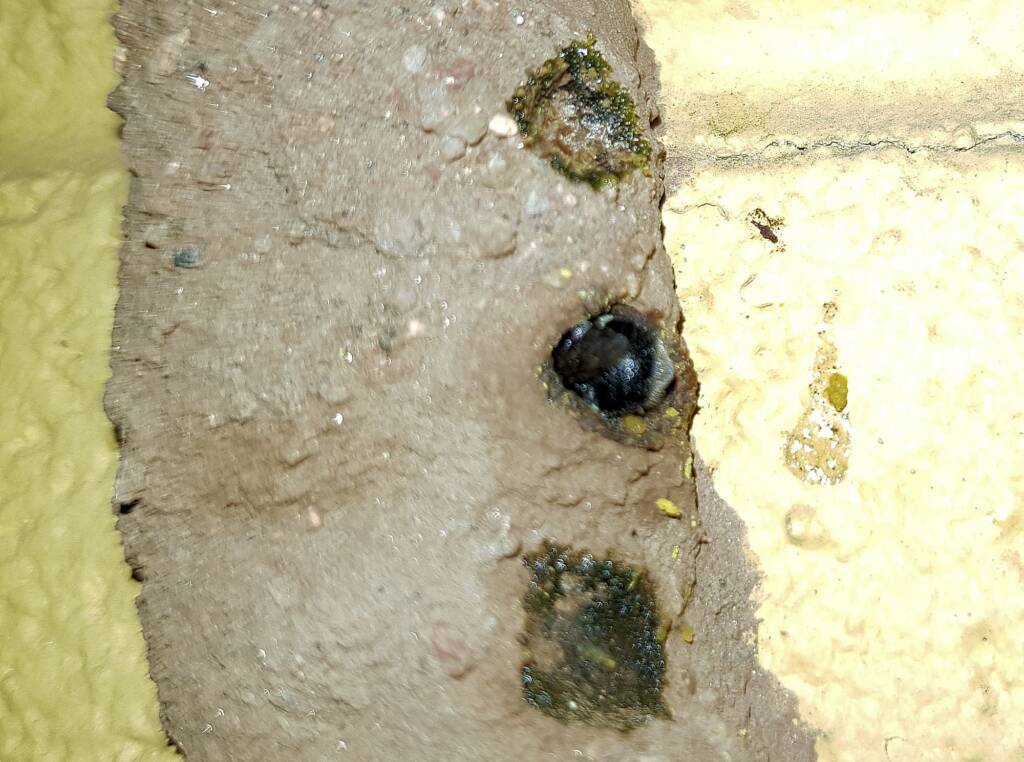 Resin capped nests of the Megachile aurifrons, Alice Springs, NT