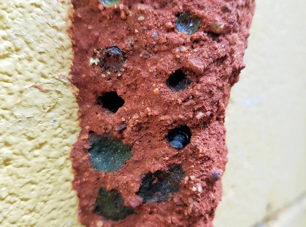 Resin capped nests of the Megachile aurifrons, Alice Springs, NT