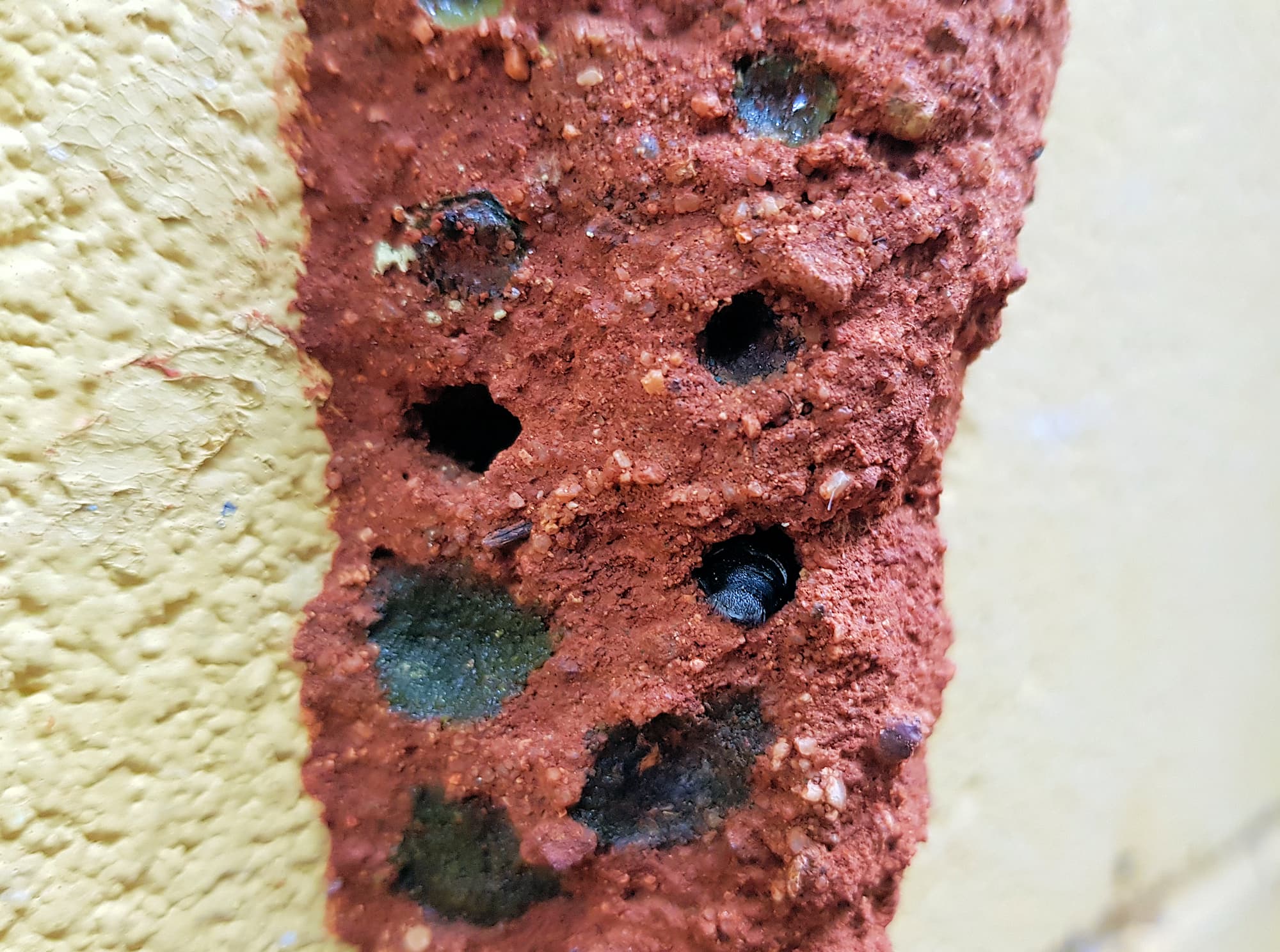 Resin capped nests of the Megachile aurifrons, Alice Springs, NT