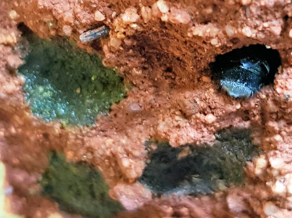 Resin capped nests of the Megachile aurifrons, Alice Springs, NT