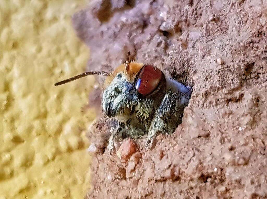 Golden-browed Resin Bee (Megachile aurifrons), Alice Springs, NT