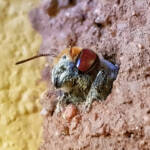 Golden-browed Resin Bee (Megachile aurifrons), Alice Springs, NT