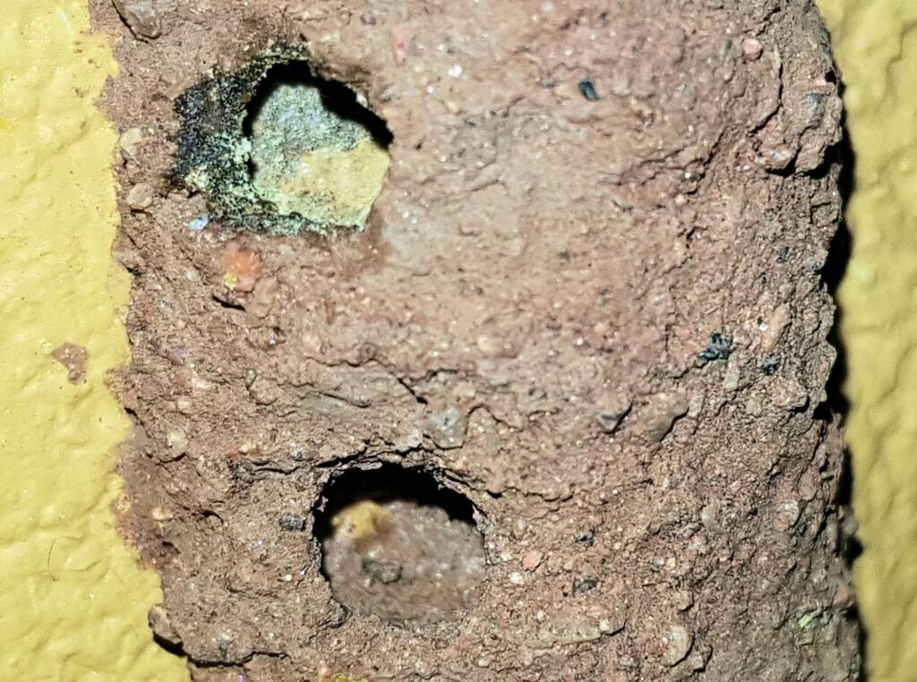 Preparing the nests before capping - Megachile aurifrons, Alice Springs, NT