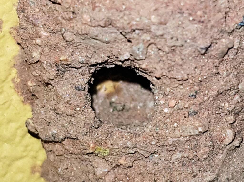 Preparing the nest before capping - Megachile aurifrons, Alice Springs, NT
