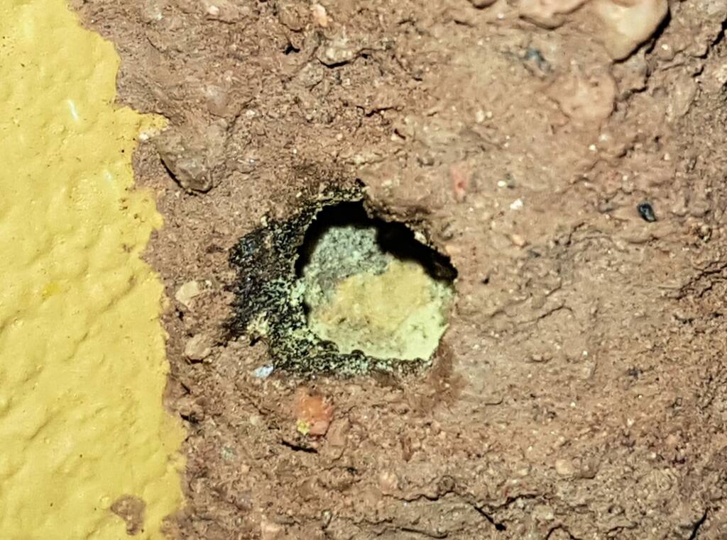 Preparing the nest with pollen before capping - Megachile aurifrons, Alice Springs, NT