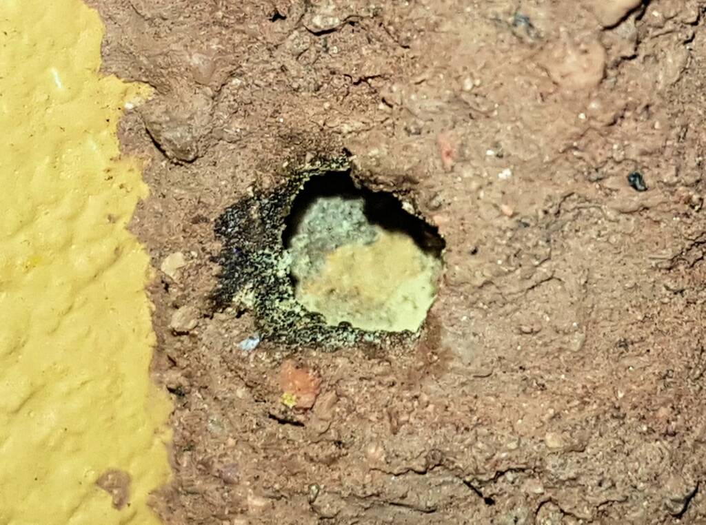 Preparing the nest with pollen before capping - Megachile aurifrons, Alice Springs, NT