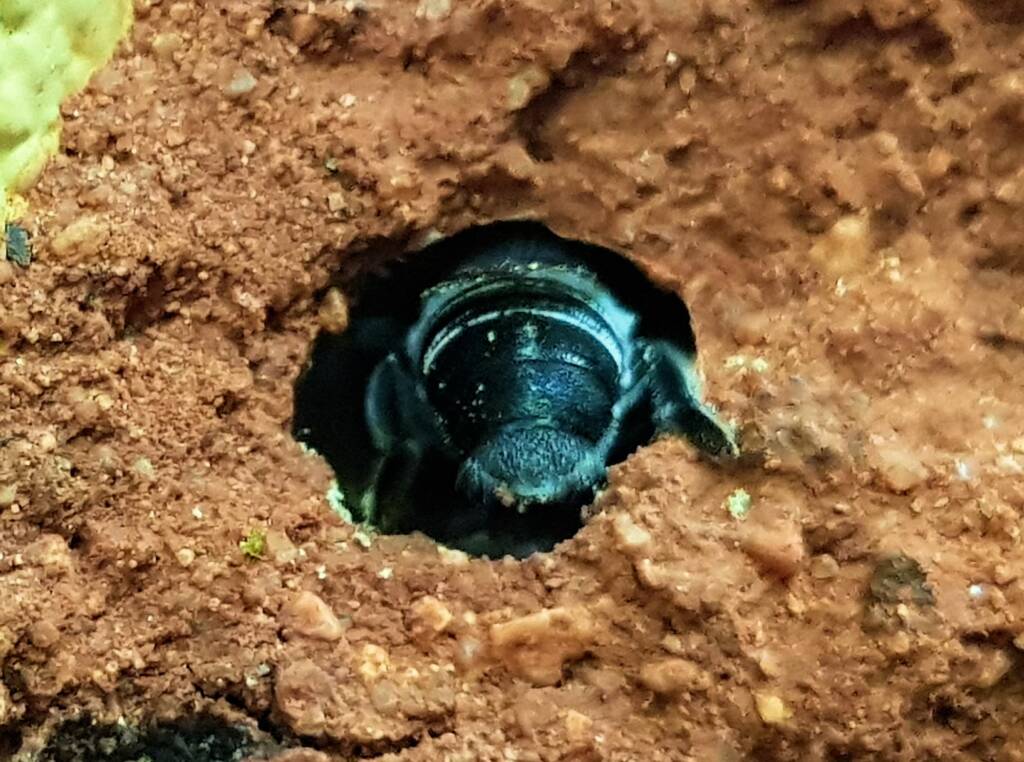 Golden-browed Resin Bee (Megachile aurifrons), Alice Springs, NT