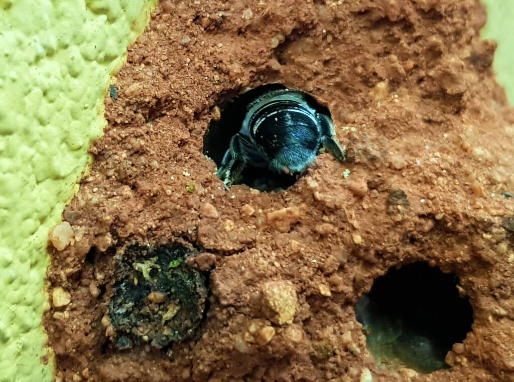 Golden-browed Resin Bee (Megachile aurifrons), Alice Springs, NT