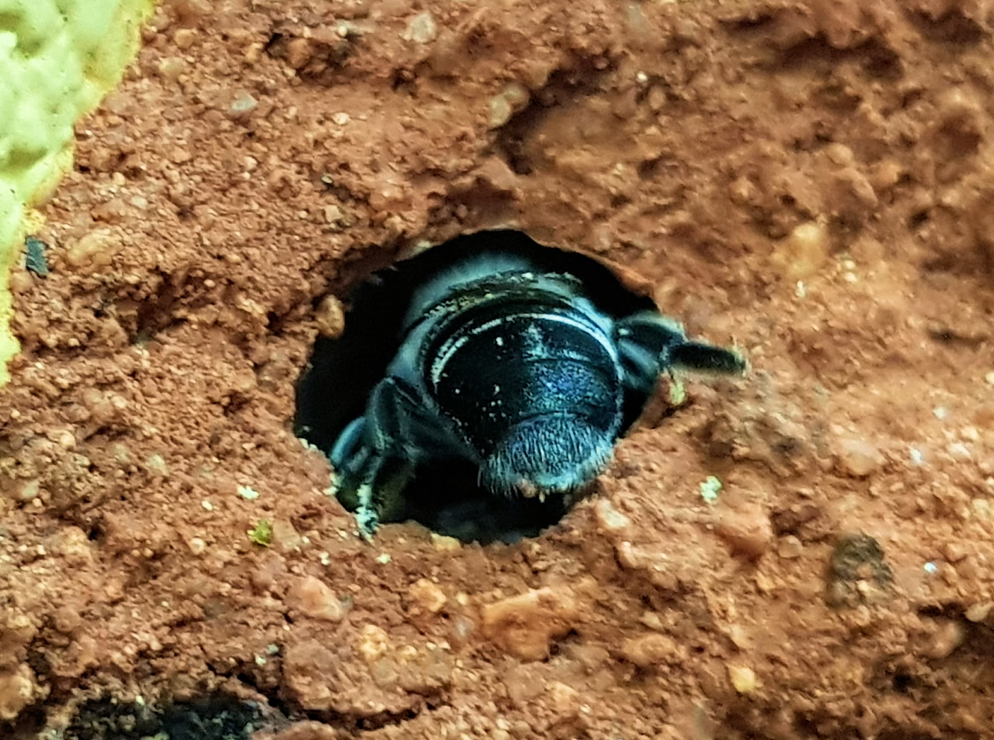 Golden-browed Resin Bee (Megachile aurifrons), Alice Springs, NT
