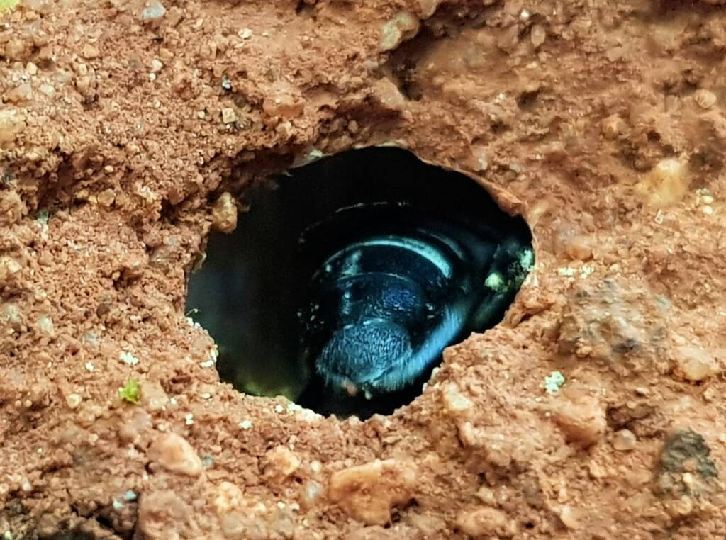 Golden-browed Resin Bee (Megachile aurifrons), Alice Springs, NT