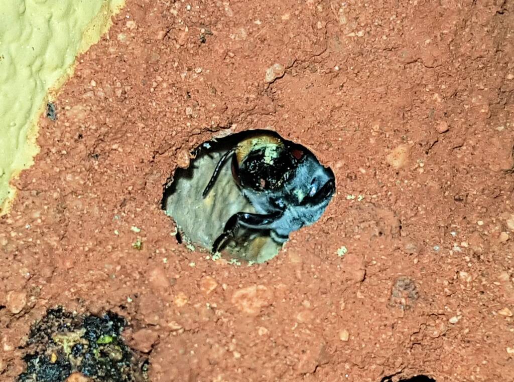 Golden-browed Resin Bee (Megachile aurifrons), Alice Springs, NT