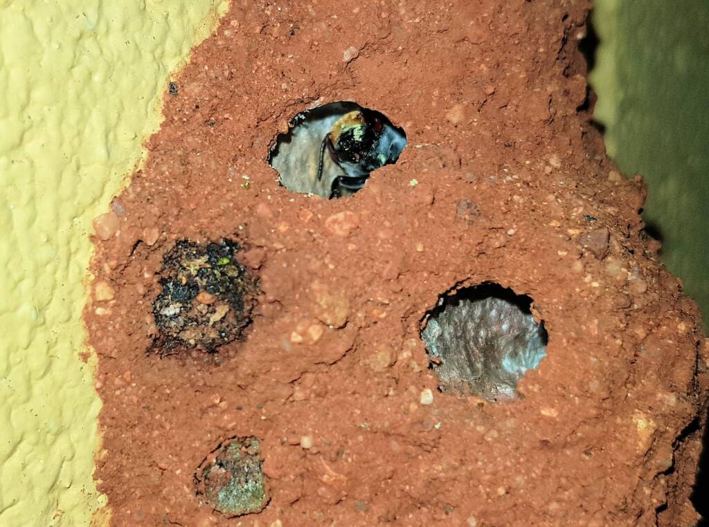 Golden-browed Resin Bee (Megachile aurifrons), Alice Springs, NT