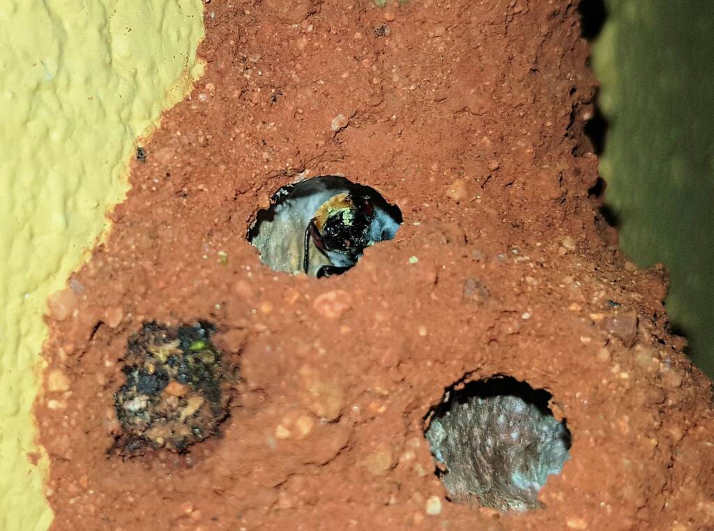 Golden-browed Resin Bee (Megachile aurifrons), Alice Springs, NT