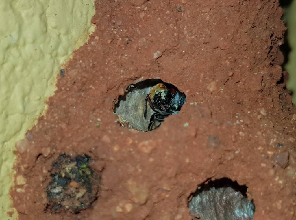 Golden-browed Resin Bee (Megachile aurifrons), Alice Springs, NT