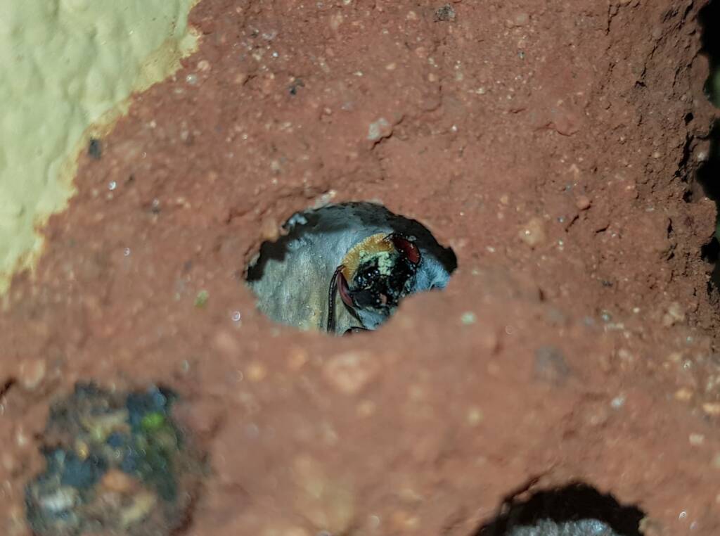 Golden-browed Resin Bee (Megachile aurifrons), Alice Springs, NT