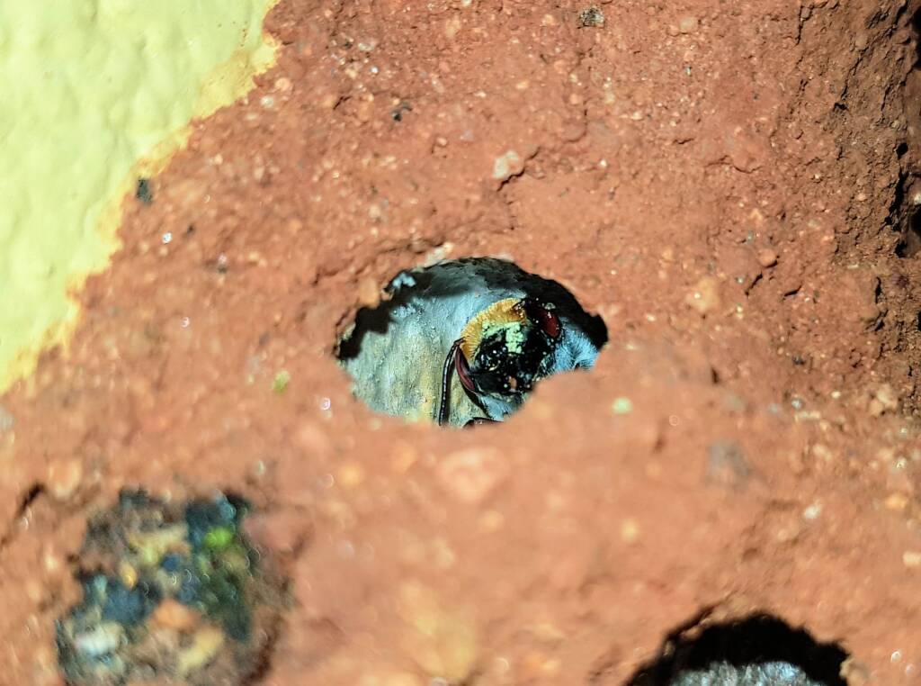 Golden-browed Resin Bee (Megachile aurifrons), Alice Springs, NT