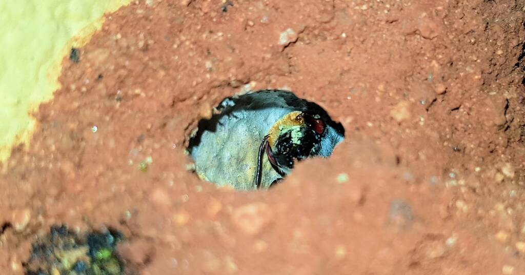 Golden-browed Resin Bee (Megachile aurifrons), Alice Springs, NT
