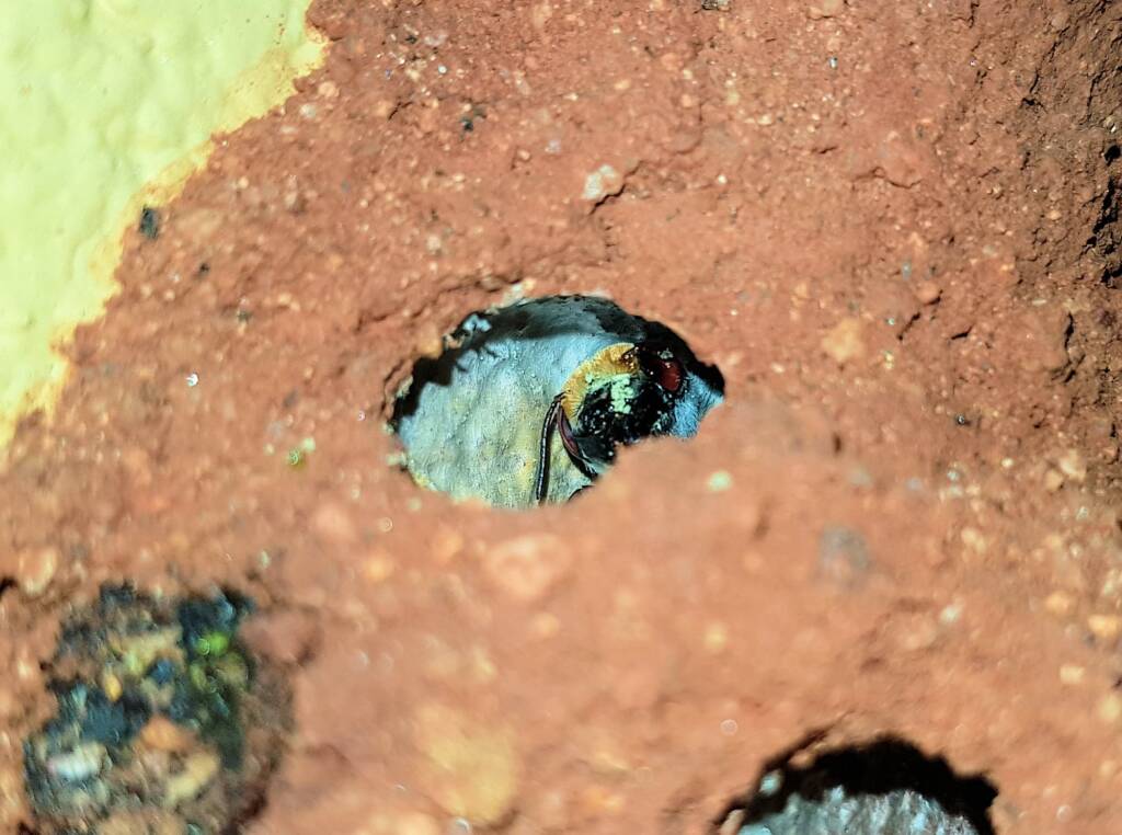 Golden-browed Resin Bee (Megachile aurifrons), Alice Springs, NT