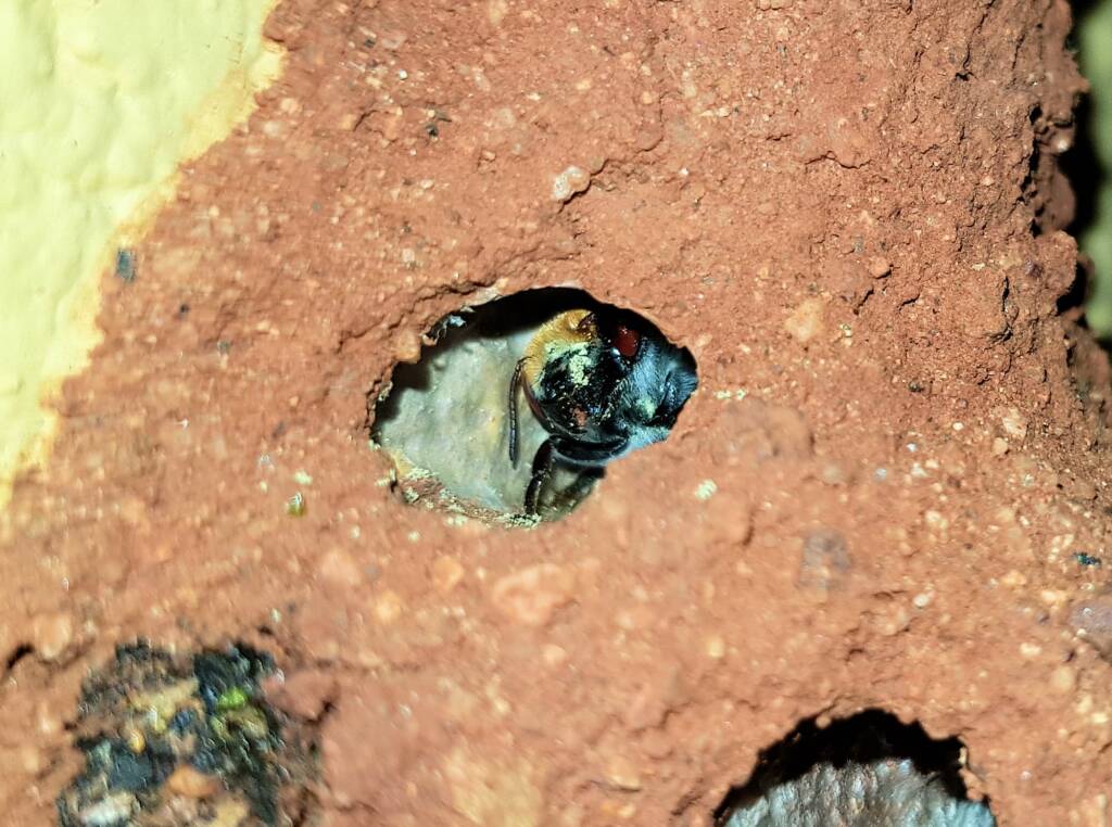 Golden-browed Resin Bee (Megachile aurifrons), Alice Springs, NT