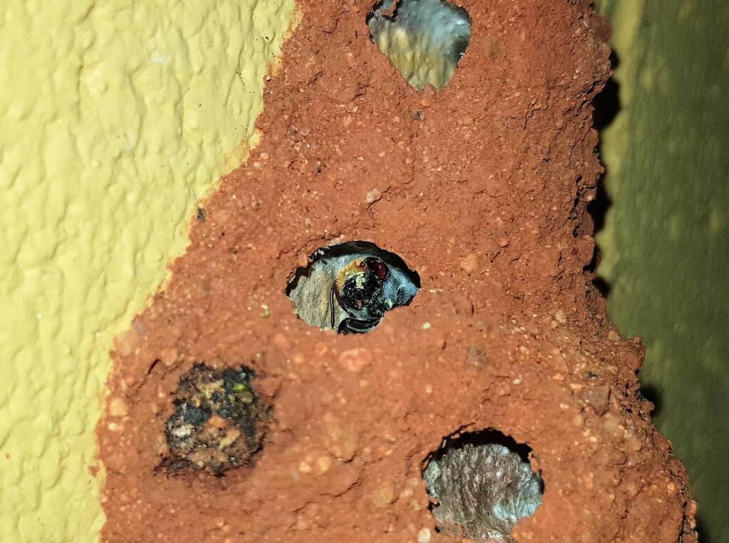 Golden-browed Resin Bee (Megachile aurifrons), Alice Springs, NT