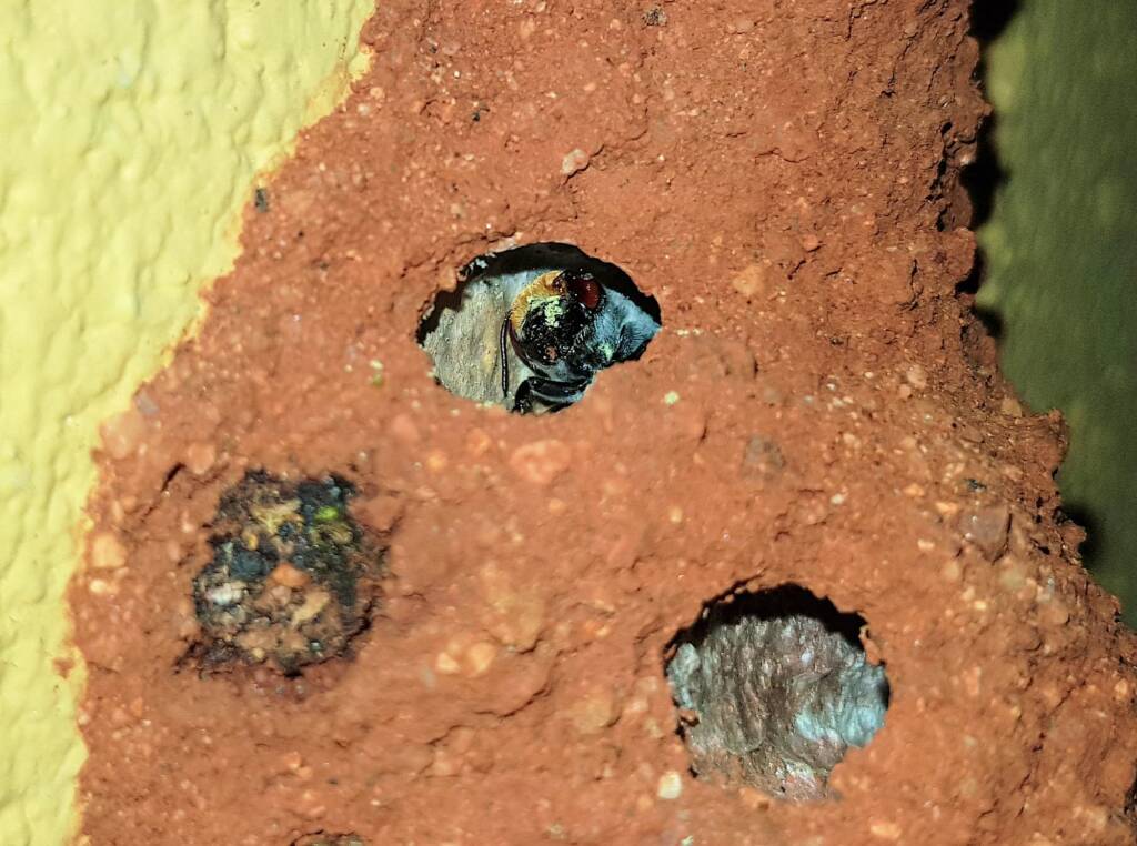 Golden-browed Resin Bee (Megachile aurifrons), Alice Springs, NT