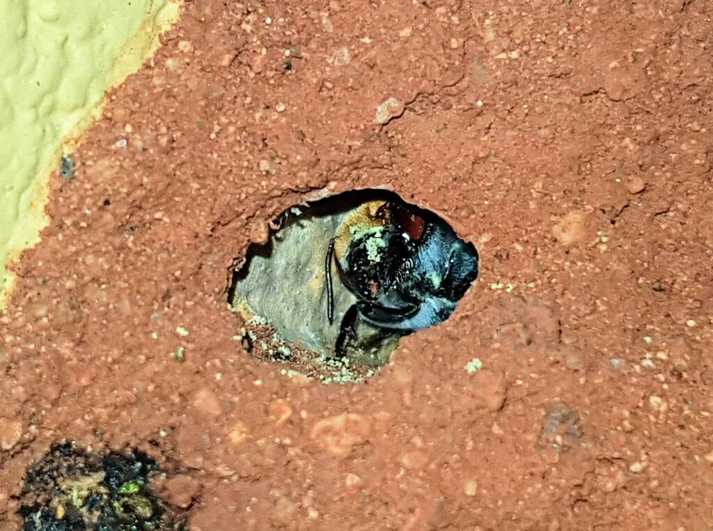 Golden-browed Resin Bee (Megachile aurifrons), Alice Springs, NT