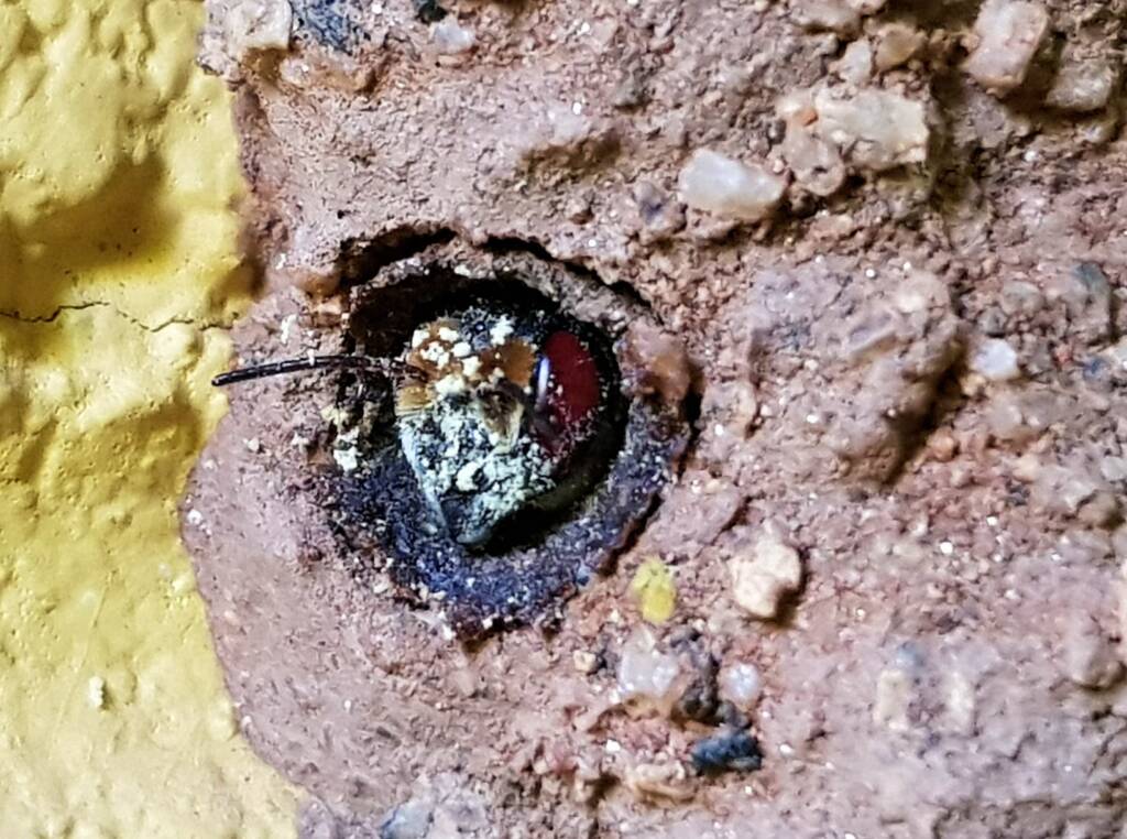 New Golden-browed Resin Bee (Megachile aurifrons) emerging from the nest, Alice Springs, NT
