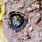 New Golden-browed Resin Bee (Megachile aurifrons) emerging from the nest, Alice Springs, NT