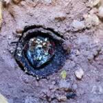 New Golden-browed Resin Bee (Megachile aurifrons) emerging from the nest, Alice Springs, NT