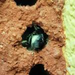 Golden-browed Resin Bee (Megachile aurifrons) preparing the nesting hole, Alice Springs, NT