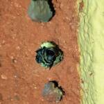 Golden-browed Resin Bee (Megachile aurifrons) preparing the nesting hole, Alice Springs, NT