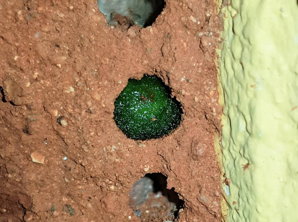 Freshly resin capped nesting hole of the Golden-browed Resin Bee (Megachile aurifrons), Alice Springs, NT