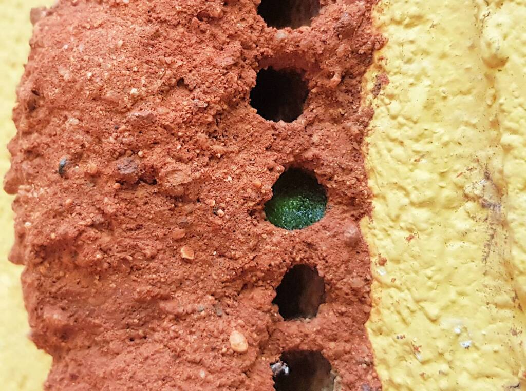 Freshly resin capped nesting hole of the Golden-browed Resin Bee (Megachile aurifrons), Alice Springs, NT