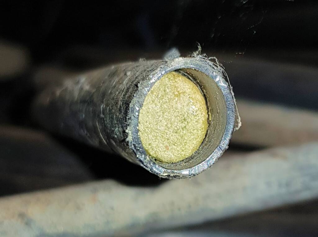 Resin capped nest of the Golden-browed Resin Bee (Megachile aurifrons), Alice Springs, NT