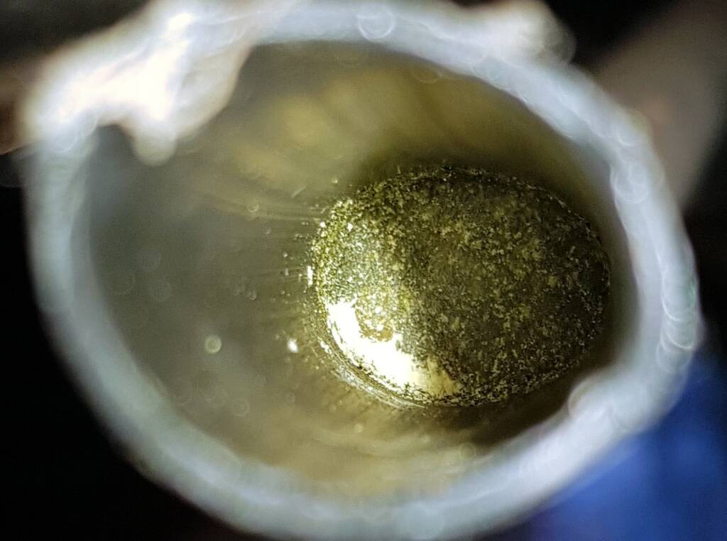 Resin capped nest of the Golden-browed Resin Bee (Megachile aurifrons), Alice Springs, NT