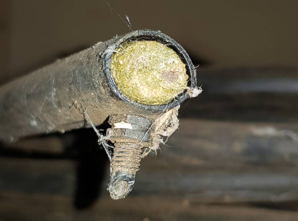 Resin capped nest of the Golden-browed Resin Bee (Megachile aurifrons), Alice Springs, NT