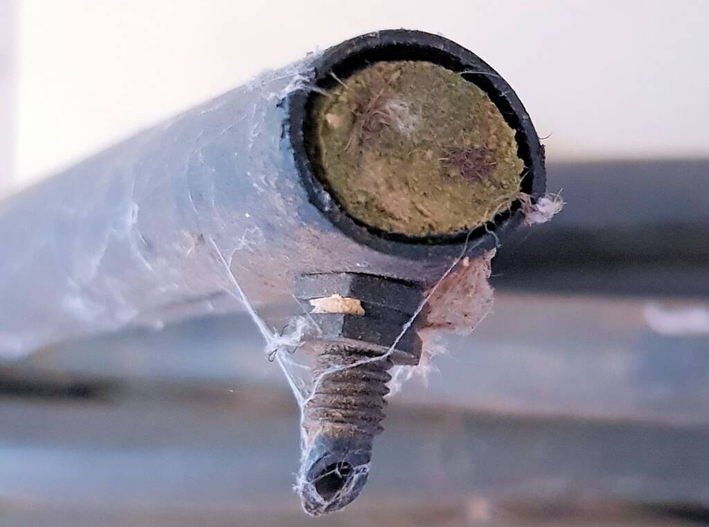 Resin capped nest of the Golden-browed Resin Bee (Megachile aurifrons), Alice Springs, NT