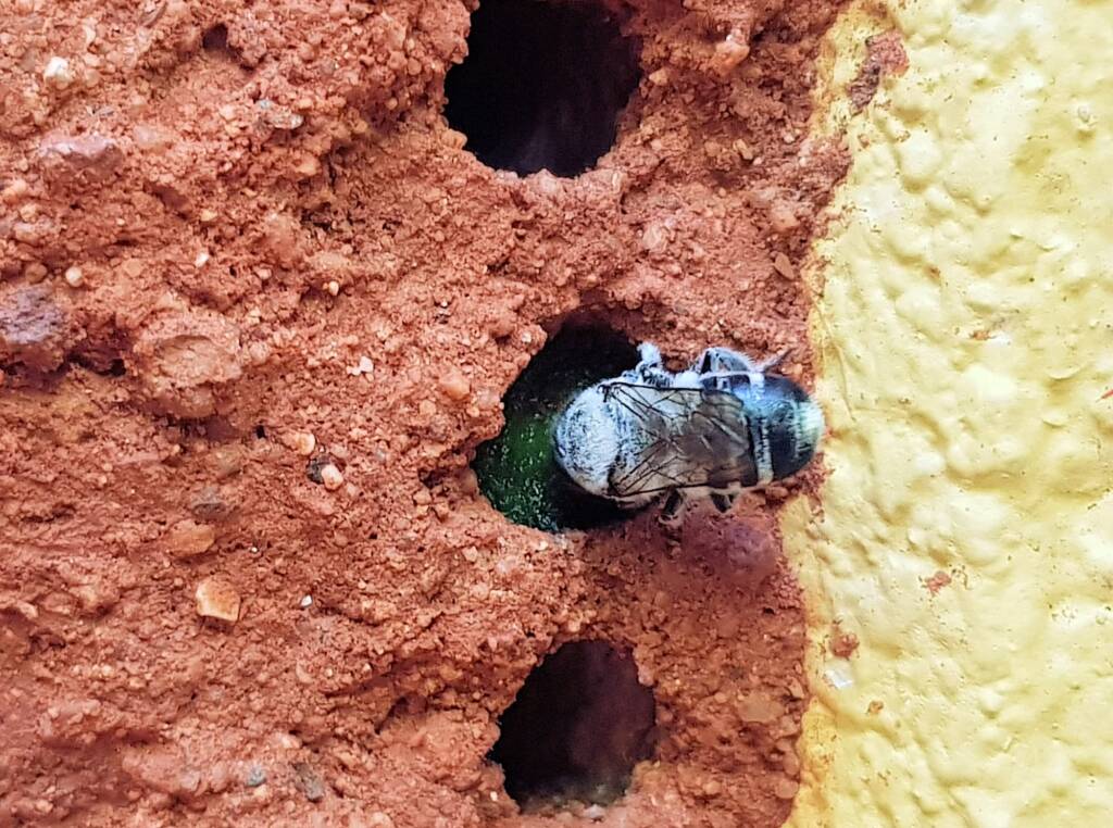 Golden-browed Resin Bee (Megachile aurifrons) sealing the nest with resin, Alice Springs, NT