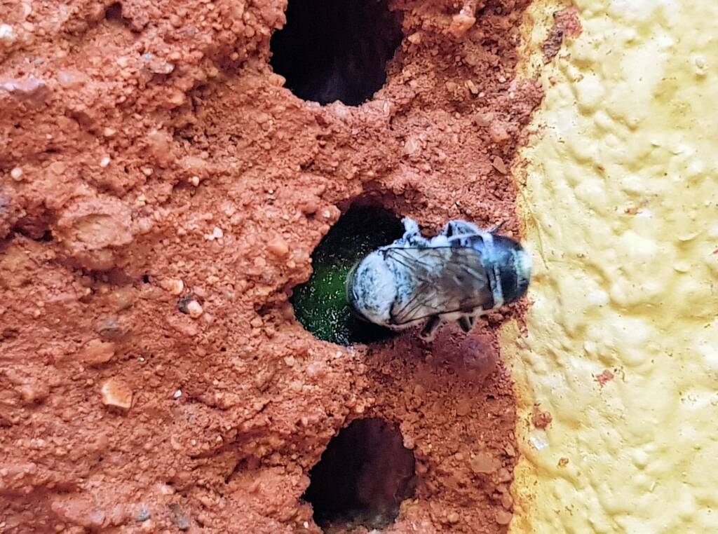 Golden-browed Resin Bee (Megachile aurifrons) sealing the nest with resin, Alice Springs, NT